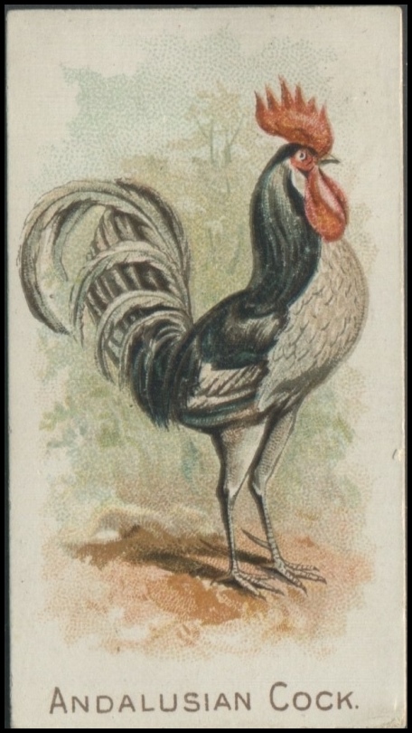 Andalusian Cock